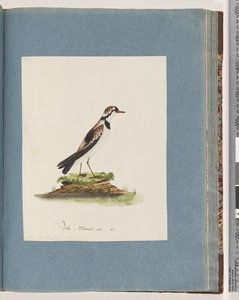 Pagina 79. Zwartvoorhoofdplevier. Charadrius Hiaticula