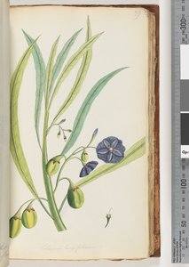 Pagina 79. Solanum longifolium door Unknown artist