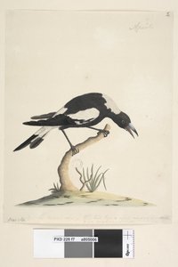 Pagina 7. Barita. volgende titel in andere hand 1/2 de natuurlijke grootte. een andere opmerking in een derde hand, luidt Deze vogel heeft een zeer ongebruikelijke en niet onaangename noot. Zwart, Rug Magpie Gymnorhina tibicen, 1791-92