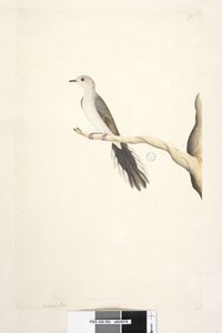 Diamond Dove