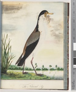 Masker Kievit of Spoorvleugel Plevier door Unknown artist