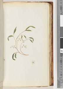 Ongeïdentificeerde plant door Unknown artist