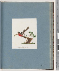 Pagina 81. Scharlaken Roodborst