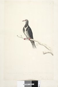 Pagina 81. Wunga, Wungee Duif. Getekend op schaal 1/2 van de natuurlijke grootte. Twee van deze duiven werden nu voor het eerst gezien december 1791.... vergelijkbaar met... Wonga Duif Leucosarcia melanoleuca, 1791-92 door Unknown artist