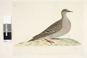 Bronzen Vleugelduif