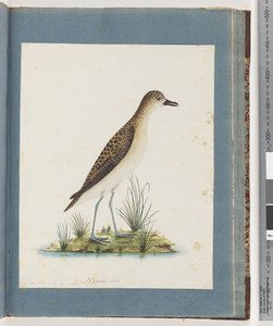 Pagina 82. Goudplevier door Unknown artist