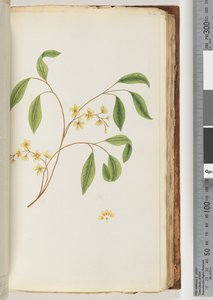 Pagina 82. Onbekende plant door Unknown artist