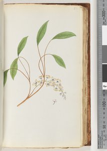 Pagina 83. Onbekende plant door Unknown artist