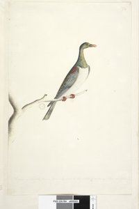 Norfolk Island Pigeon door Unknown artist