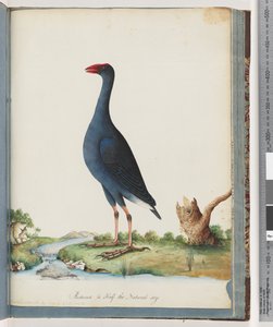 Pagina 84. Purperkoet. Purperen Gallinule