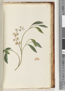 Pagina 84. Onbekende plant door Unknown artist