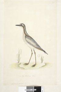 Pagina 85. Oedicnemus. onderaan in andere hand 1/2 van de natuurlijke grootte Zuidelijke Steen, Griel Burhinus magnirostris, 1791-92 door Unknown artist