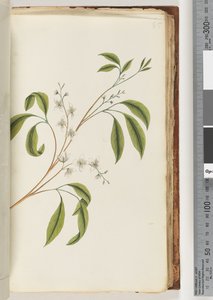 Ongeïdentificeerde plant door Unknown artist