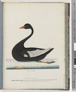 Zwarte Zwaan. Het Vrouwtje anas atrata door Unknown artist