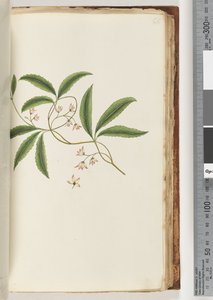 Pagina 86. Onbekende plant