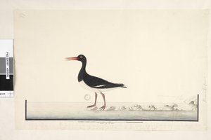 Pagina 87. Hematopus. rechtsonder in andere hand September. langs de onderrand in derde hand Het mannetje & vrouwtje worden altijd samen gezien op de rotsen & lage punten maar hebben de haven volledig verlaten door vaak te worden gestoord, de iris is zeer 