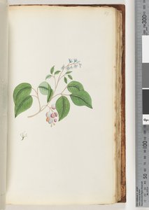 Pagina 87. Onbekende plant