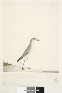 Pagina 88. Charadrius. onder kaderlijn in andere hand Deze vogel rent op de grond zoals de strandleeuwerik en is zeer algemeen op de stranden in verschillende delen van de haven. daaronder in derde hand Natuurlijke grootte Roodkapje Plevier Charadrius alex door Unknown artist