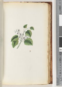 Pagina 88. Onbekende plant door Unknown artist
