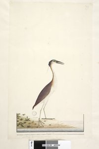 Pagina 89. Ardea ..?.. Nankeen Night, Reiger Nycticorax caledonicus, 1791-92 door Unknown artist