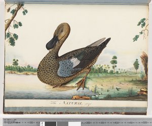 Eend door Unknown artist