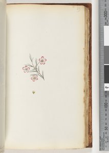 Pagina 89. Geen inscriptie. Onbekende plant door Unknown artist