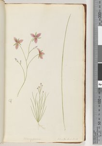Pagina 8. Chlamysporum Sal. in Par Lond. No. 35 door Unknown artist