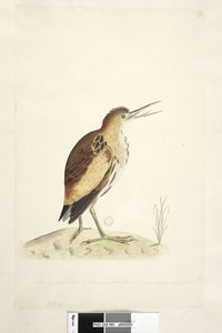 Ardea door Unknown artist