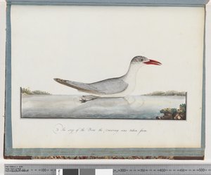 Pagina 90. Kaspische Stern door Unknown artist