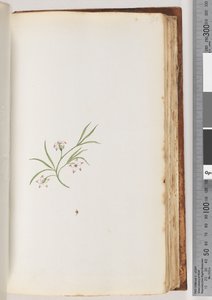 Pagina 90. Niet-geïdentificeerde plant door Unknown artist