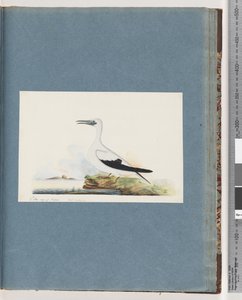 Pagina 91. Onbekende vogel. Pel. borssanus