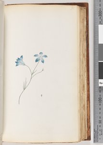 Pagina 91. Onbekende plant door Unknown artist