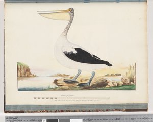 Pagina 92. Australische Pelikaan door Unknown artist