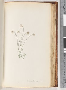 Pagina 94. Eriocalia minor door Unknown artist