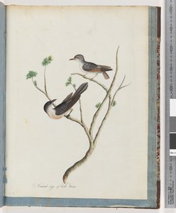 Pagina 94. Onbekende vogels door Unknown artist
