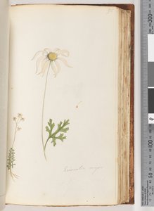 Pagina 95. Eriocalia major door Unknown artist