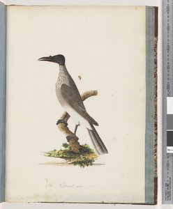 Pagina 95. Noisy Friarbird. Knob-fronted Honeyeater