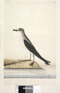 Vogel van Norfolk Island door Unknown artist
