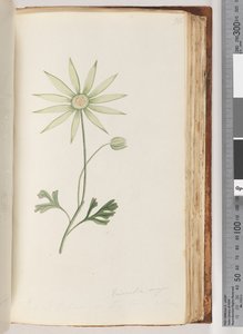 Pagina 96. Eriocalia major. Dit geloof ik is de ware kleur door Unknown artist