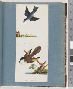 Pagina 97. Onbekende vogels door Unknown artist