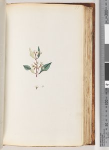 Pagina 97. Onbekende plant door Unknown artist