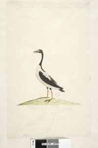 Deze vogel is ongeveer zo groot als een gans. Hieronder is een omtrek van de voet getekend op ware grootte Pied Goose Anseranas semipalmata, 1791-92