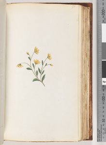 Pagina 98. Onbekende plant