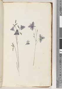 Chlamysporum Sal. in Par Lond. No. 35 door Unknown artist