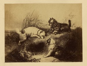 [Schilderij van honden door Charles Tomkins]. door Unknown artist