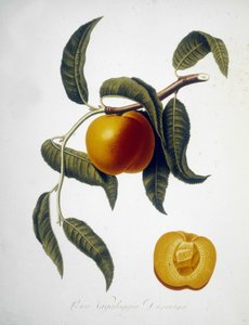 Pesca Vagaloggia Duracina (Vissen en visserijtak). 19e-eeuws herbarium