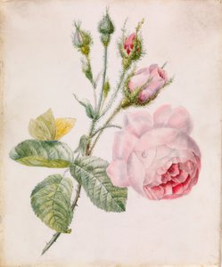 Roze roos en gele vlinder