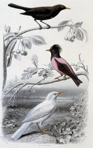 Platen van natuurlijke historie: Merel, witte merel en roze merel - in 