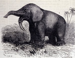Prehistorie: representatie van een Dinotherium, soort pachyderm door Unknown artist