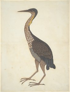 Purperreiger (Ardea purpurea) door Unknown artist